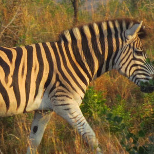 Meet your Posher, Janet